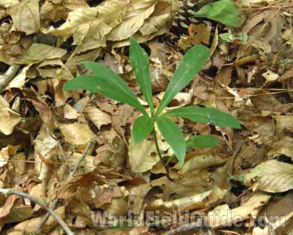 Young Plant in  Habitat<br>(Location of Picture: Sabine, Texas, USA, 2008)