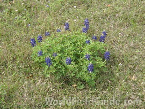 Habitat View Of Plant in  Bloom<br>(Location of Picture: Granger, Texas, USA, 2008)