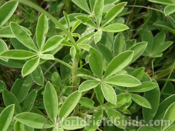 Leaves<br>(Location of Picture: Granger, Texas, USA, 2008)