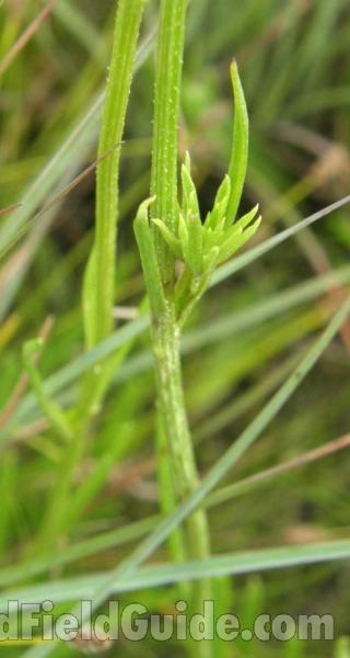 Leaf and Stem<br>(Location of Picture: Canyon Lake, Texas, 2008)