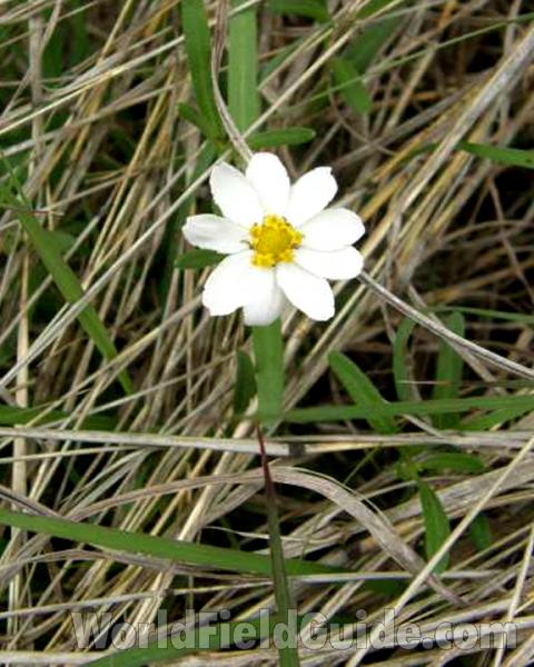 Flower<br>(Location of Picture: Fort Worth, Texas, USA, 2008)