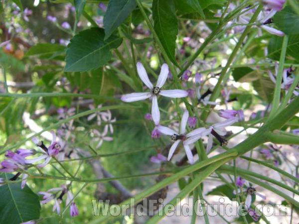 Flowers - View #2<br>(Location of Picture: Caddo, Texas, USA, 2008)