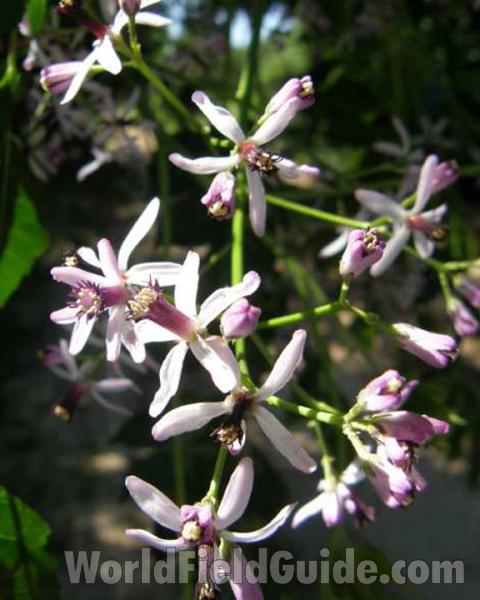 Flowers - Close View<br>(Location of Picture: Caddo, Texas, USA, 2008)