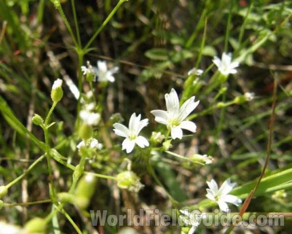 Top Of Plant in  Bloom<br>(Location of Picture: Caddo, Texas, USA, 2008)
