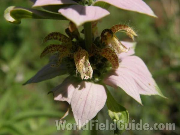 Flowers - Closest View<br>(Location of Picture: A Nature Center, Texas, USA, 2008)