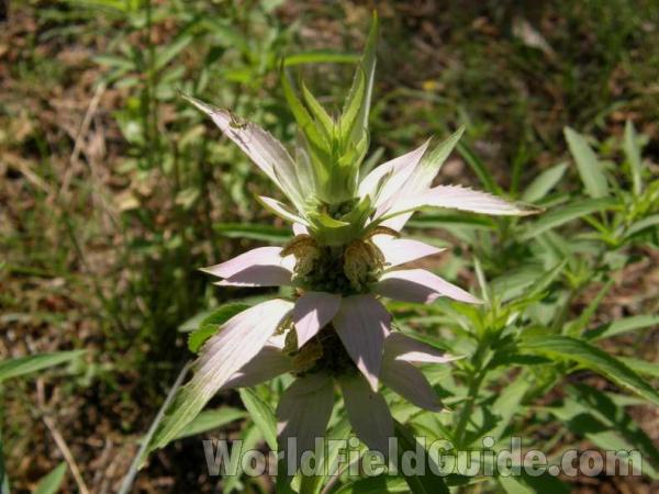 Top Of Plant in  Bloom<br>(Location of Picture: A Nature Center, Texas, USA, 2008)