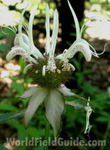 Flower Head<br>(Location of Picture: Caddo, Texas, 2008)