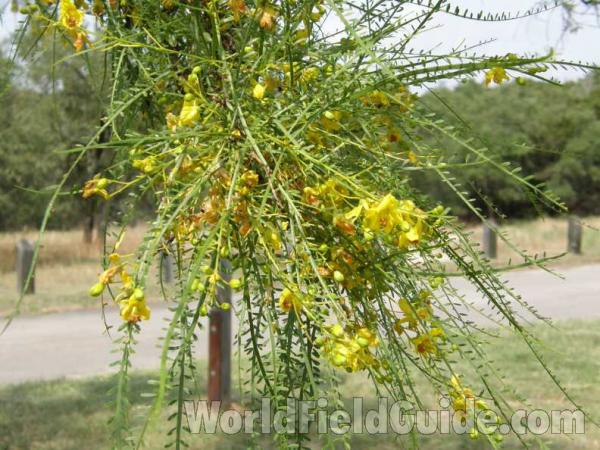 View  showing Unusual Leaves<br>(Location of Picture: Canyon Lake, Texas, 2008)