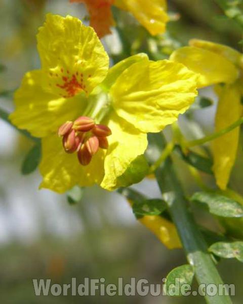 Flower - Close View<br>(Location of Picture: Canyon Lake, Texas, 2008)