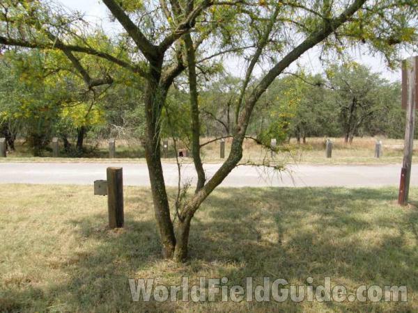 Trunks<br>(Location of Picture: Canyon Lake, Texas, 2008)