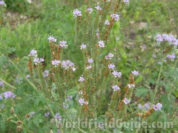 Top Of Plants  in Bloom<br>(Location of Picture: East Roadside, Texas, USA, 2008)
