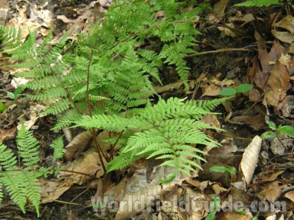Habitat View<br>(Location of Picture: Sabine, Texas, USA, 2008)