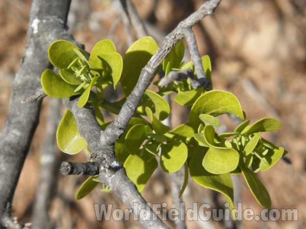 Leaves and Branch<br>(Location of Picture: East Roadside, Texas, USA, 2008)
