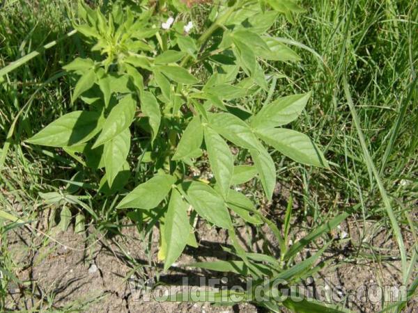 Leaves<br>(Location of Picture: Eagle Mountain, Texas, USA, 2008)