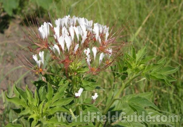 Top of Plant in  Bloom<br>(Location of Picture: Eagle Mountain, Texas, USA, 2008)