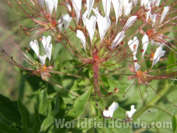 Flower - Close View<br>(Location of Picture: Eagle Mountain, Texas, USA, 2008)