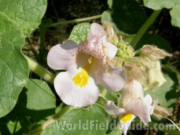 Flower - Front and Close View<br>(Location of Picture: Possum Lake, Texas, USA, 2008)
