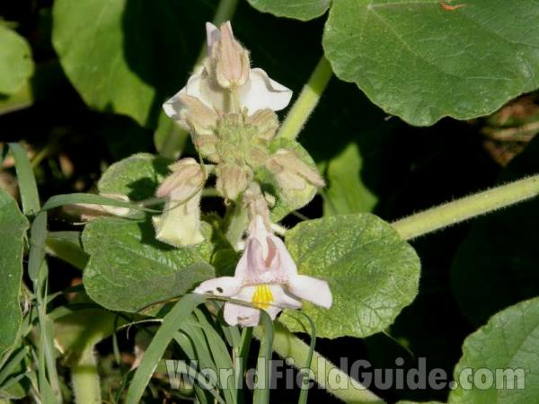 Top Of Plant in  Bloom<br>(Location of Picture: Possum Lake, Texas, USA, 2008)
