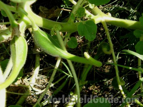 Fruit<br>(Location of Picture: Possum Lake, Texas, USA, 2008)