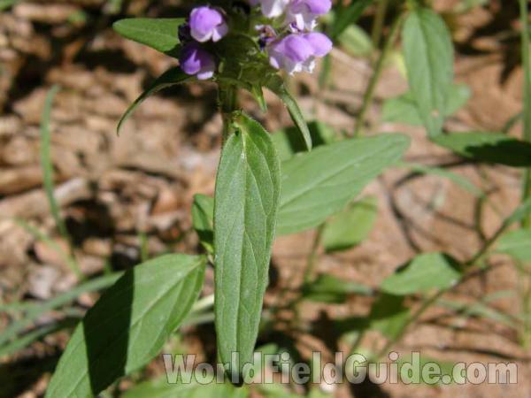 Leaf<br>(Location of Picture: Caddo Texas, USA, 2008)