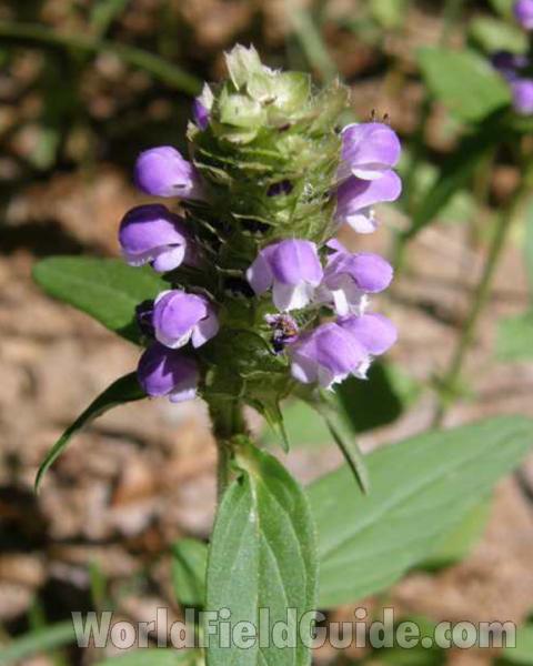 Top Of Plant in  Bloom<br>(Location of Picture: Caddo Texas, USA, 2008)