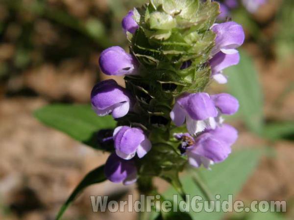 Flower Head<br>(Location of Picture: Caddo Texas, USA, 2008)
