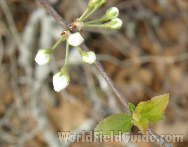 Spring Leaf and Buds<br>(Location of Picture: Oakmont, Texas, USA, 2008)