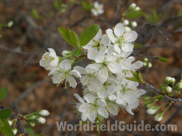 Branch With Flowers<br>(Location of Picture: Oakmont, Texas, USA, 2008)