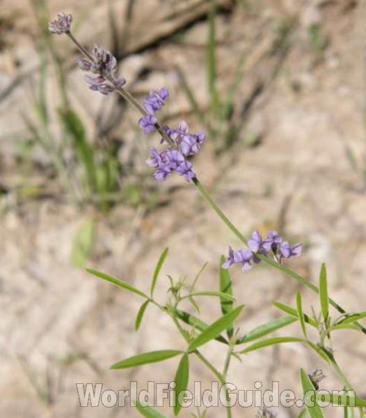 Top Of Plant in  Bloom<br>(Location of Picture: Caddo, Texas, USA, 2008)