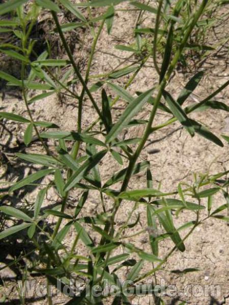 Leaves<br>(Location of Picture: Caddo, Texas, USA, 2008)