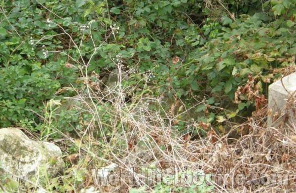 Habitat View<br>(Location of Picture: Loyd Park, Texas, USA, 2008)