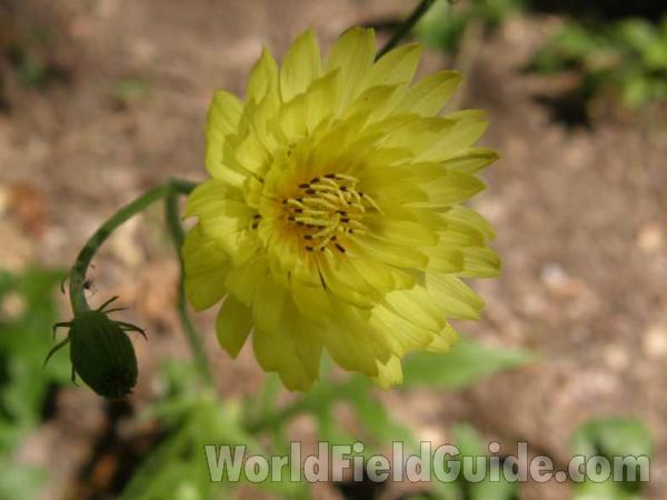 Flower - Front View<br>(Location of Picture: Ray Roberts, Texas, USA, 2008)