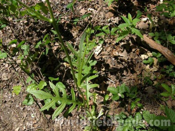 Basal Leaves<br>(Location of Picture: Ray Roberts, Texas, USA, 2008)