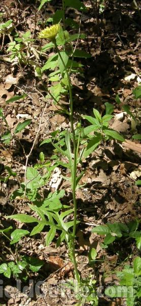 Silhouette<br>(Location of Picture: Ray Roberts, Texas, USA, 2008)