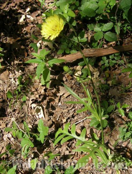 Habitat View<br>(Location of Picture: Ray Roberts, Texas, USA, 2008)