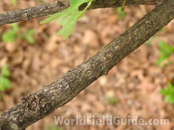 Small Branch<br>(Location of Picture: Ray Roberts, Texas, USA, 2008)