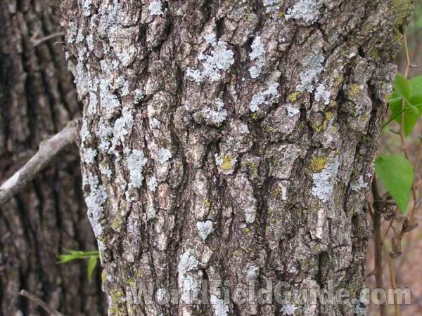 Trunk and Bark<br>(Location of Picture: Ray Roberts, Texas, USA, 2008)