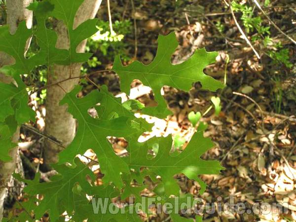 Leaves<br>(Location of Picture: Wildcat Canyon, Fort Worth Area)