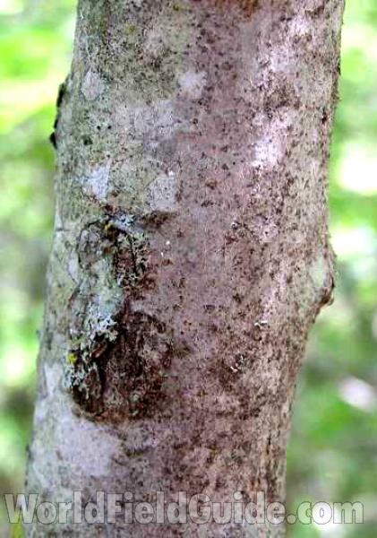 Trunk<br>(Location of Picture: Wildcat Canyon, Texas, USA, 2008)
