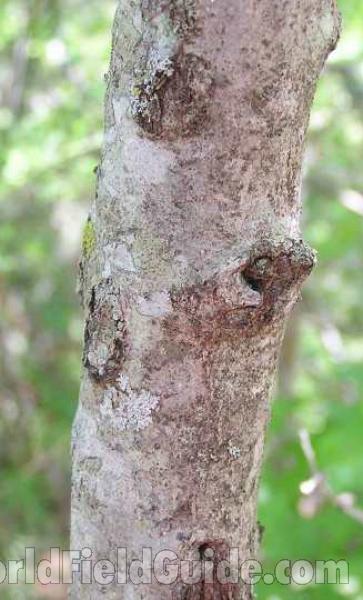 Trunk #2<br>(Location of Picture: Wildcat Canyon, Texas, USA, 2008)