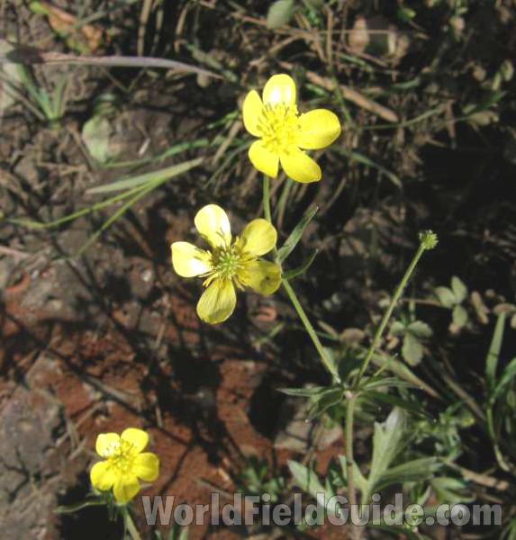 Top Of Plant in  Bloom<br>(Location of Picture: Sabine, Texas, USA, 2008)