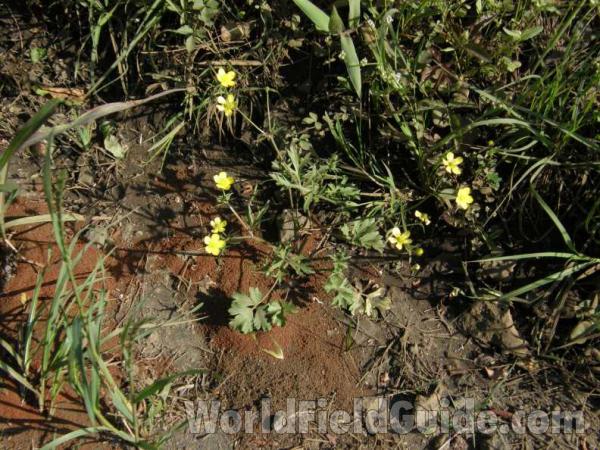 Habitat View<br>(Location of Picture: Sabine, Texas, USA, 2008)
