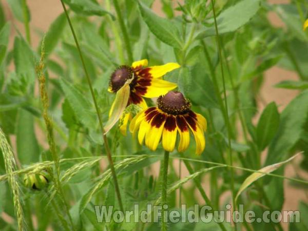 Flower - Side View<br>(Location of Picture: Guadalupe, Texas, USA, 2008)