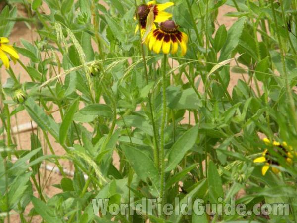 Top Of Plant in  Bloom<br>(Location of Picture: Guadalupe, Texas, USA, 2008)