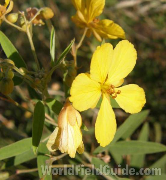 Flower - Side View<br>(Location of Picture: Canyon Lake, Texas, USA, 2008)