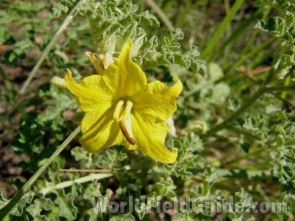 Leaves<br>(Location of Picture: Eagle Mountain, Texas, USA, 2008)