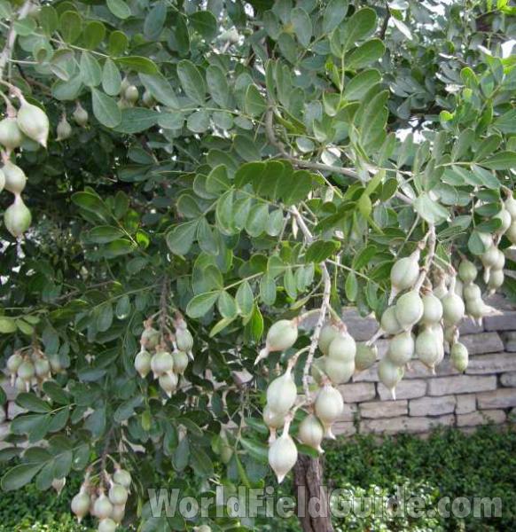 Leaves and Fruits<br>(Location of Picture: New Braunfels, Texas, USA, 2008)
