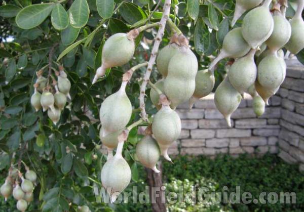 Fruits - Immature<br>(Location of Picture: New Braunfels, Texas, USA, 2008)
