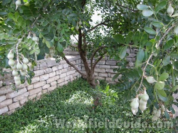 Silhouette<br>(Location of Picture: New Braunfels, Texas, USA, 2008)
