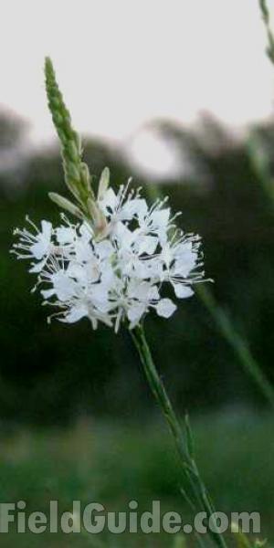 Top Of Plant in  Bloom<br>(Location of Picture: Parker County, Texas, USA, 2008)